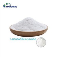 동결 건조 락토바실러스 젠세니