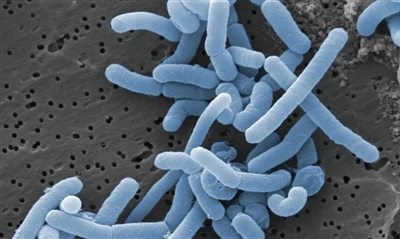 Lactobacillus paracasei postbiotics의 신체에 대한 이점은 무엇입니까?