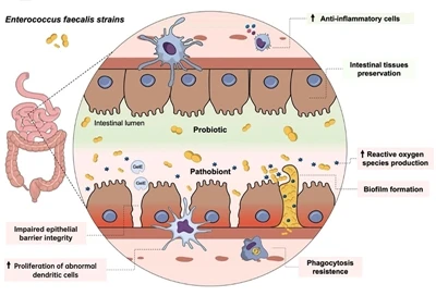 Enterococcus faecium의 이점은 무엇입니까?